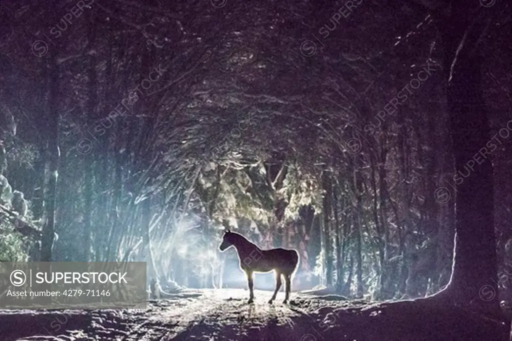 Arab Horse, Arabian Horse in a snowy forest at night, Bavarian Forest, Germany