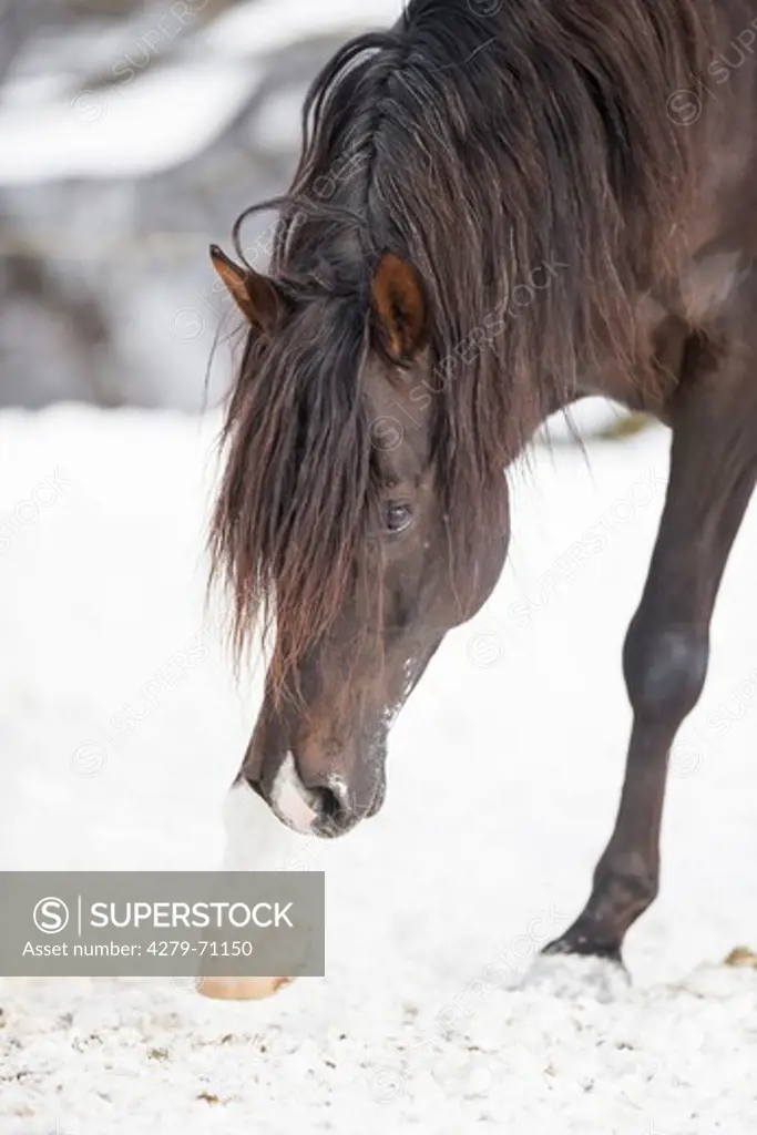 Arabian Horse. Chestnut stallion scratching in snow
