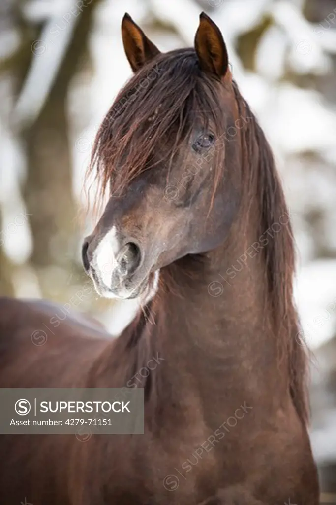Arabian Horse. Portrait of a chestnut stallion in winter