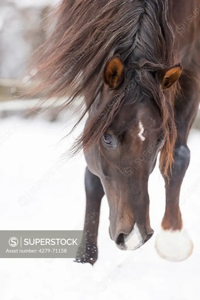 Arabian Horse. Chestnut stallion scratching in snow