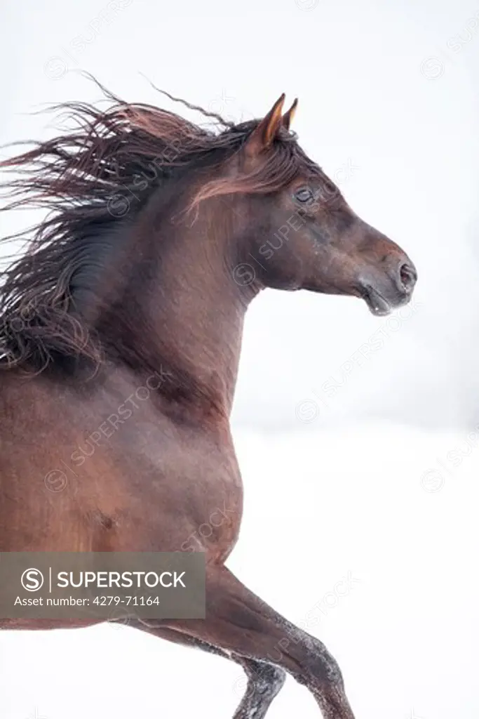 Arabian Horse. Chestnut stallion galloping on a snowy pasture