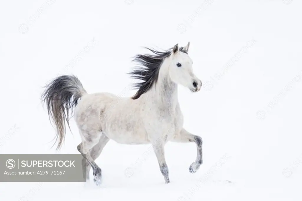 Arabian Horse. Gray horse trotting on a snowy pasture