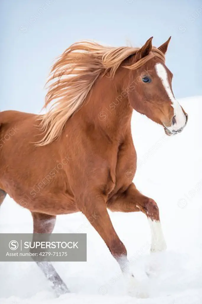 Arabian Horse. Chestnut mare galloping on a snowy pasture