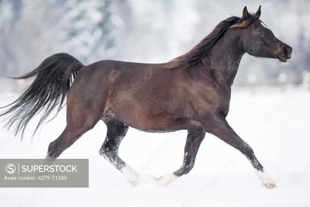 Arabian Horse. Black mare trotting on a snowy pasture