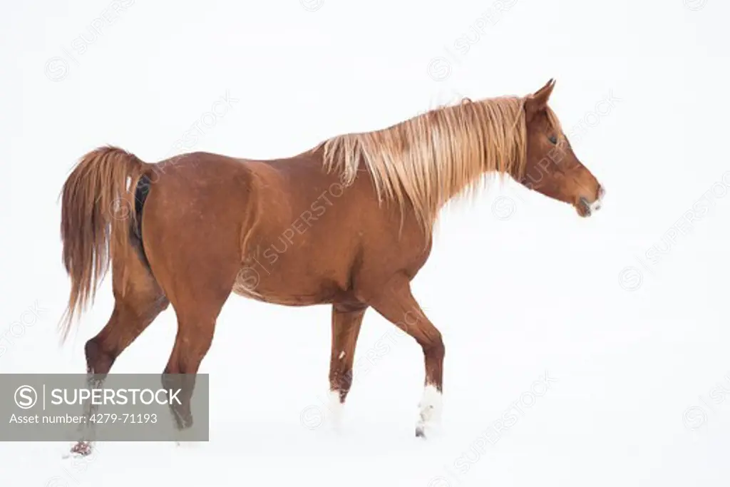 Arabian Horse. Chestnut mare walking on a snowy pasture