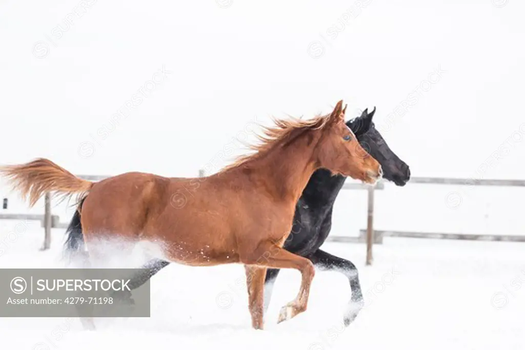 Arabian Horse. Two young mares trotting on a snowy pasture