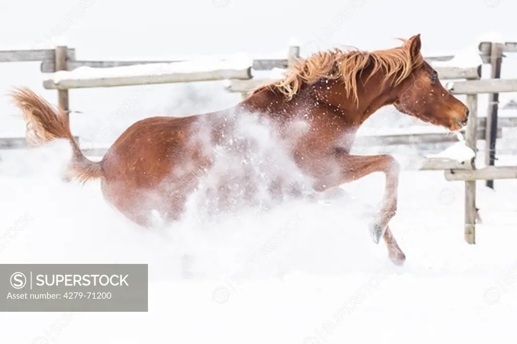 Arabian Horse. Young chestnut mare slips on a snowy pasture