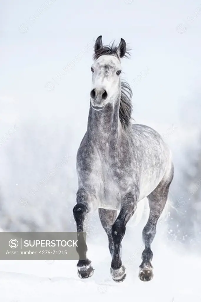Arabian Horse. Gray stallion galloping on a snowy pasture