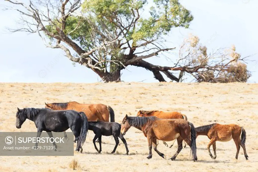 Brumby. Herd wandering in dry landscape. Australia