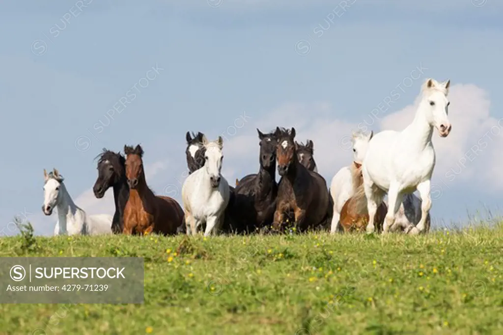 Domestic Horse. Horses of different breeds galloping on a pasture
