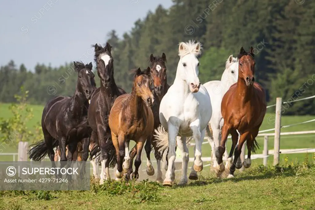 Domestic Horse. Horses of different breeds galloping on a pasture