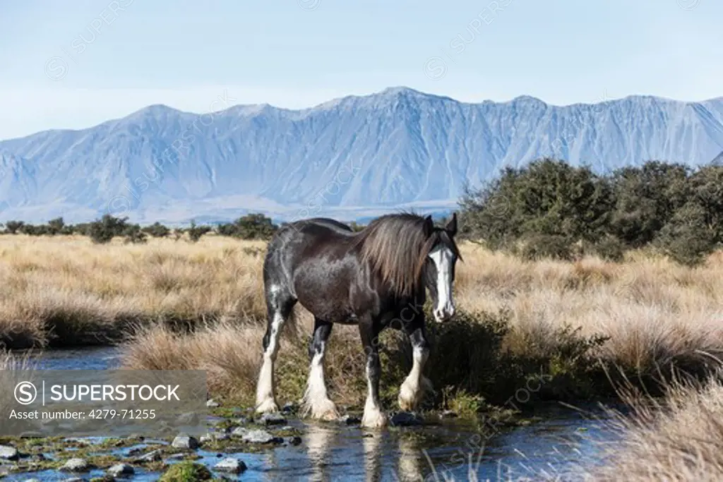 Clydesdale Horse. Black horse crossing a stream with the Southern Alps in background. New Zealand