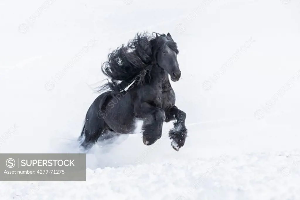 Friesian Horse. Black stallion galloping on a snowy pasture
