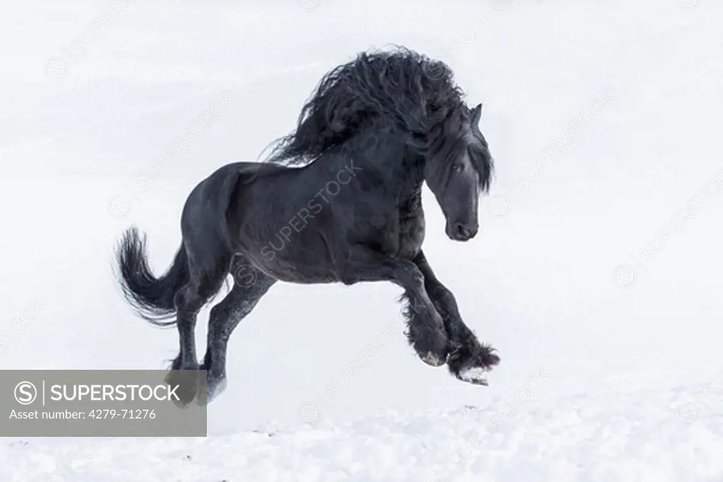 Friesian Horse. Black stallion bucking on a snowy pasture