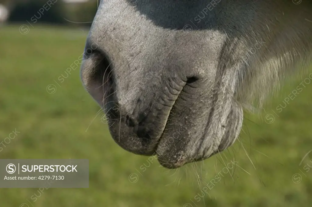 muzzle of a horse