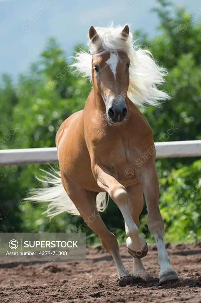Haflinger Horse. Stallion galloping in a paddock. South Tyrol, Italy