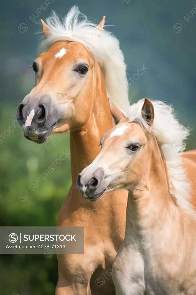 Haflinger Horse. Mare and foal, portrait. South Tyrol, Italy