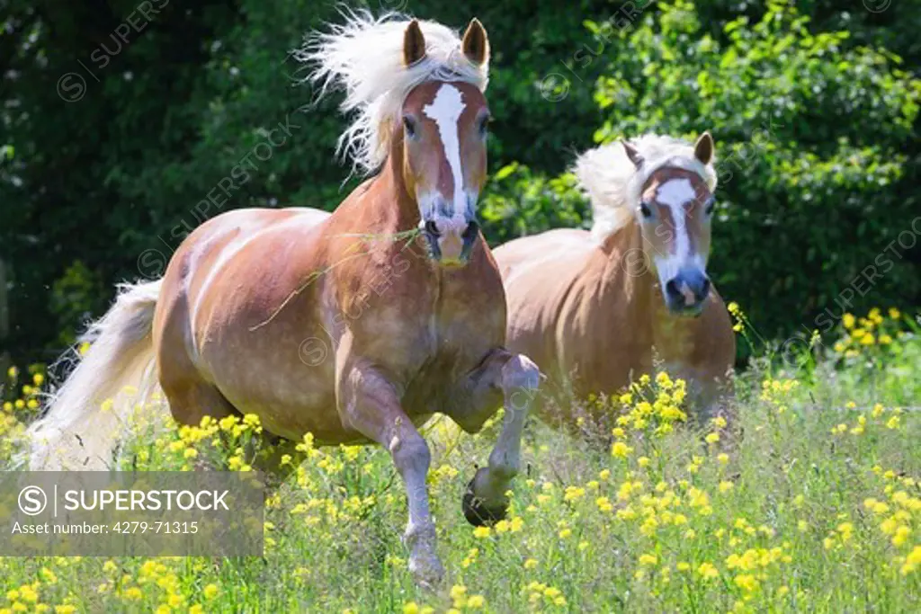 Haflinger Horse. Two horses galloping in flowering rape