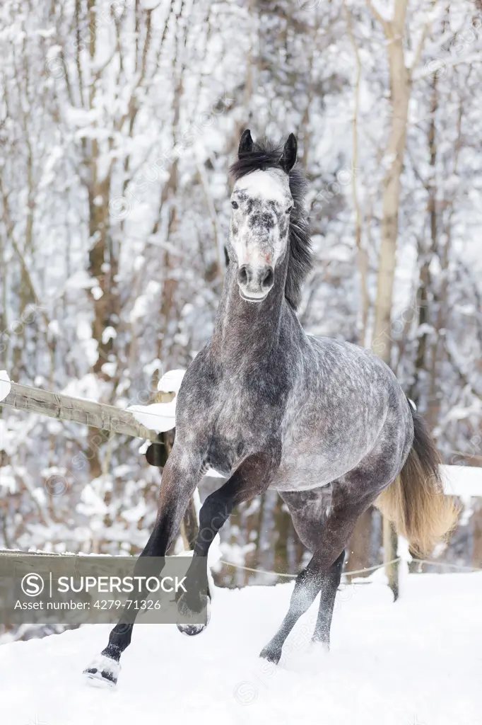 Hanoverian Horse. Gray stallion galloping on a snowy pasture