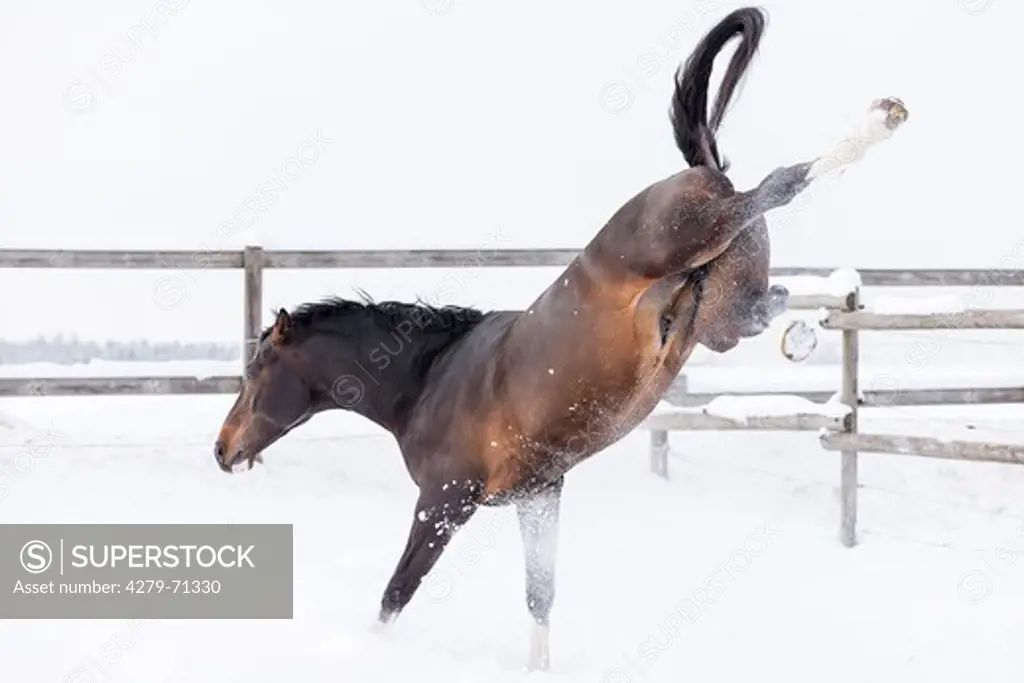 Holsteiner Horse. Bay stallion bucking on a snowy pasture