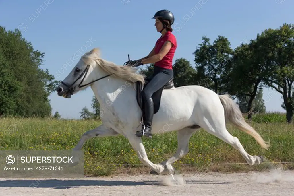 Icelandic Horse. Gray mare with rider at the flying pace