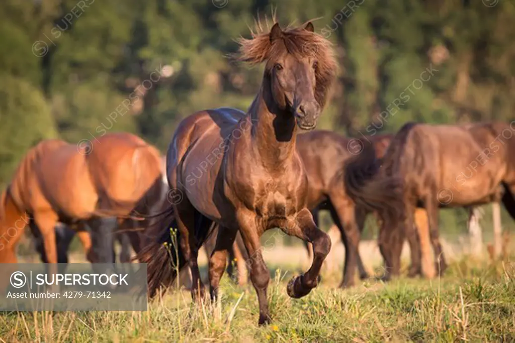 Icelandic Horse. Stallion and mares on a pasture