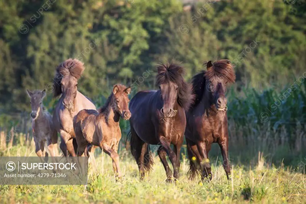 Icelandic Horse. Mares with foals trotting on a pasture