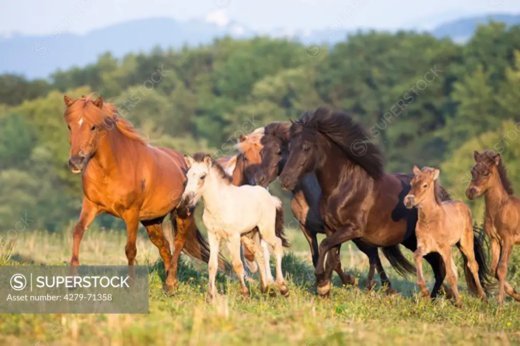Icelandic Horse. Mares with foals galopping on a pasture