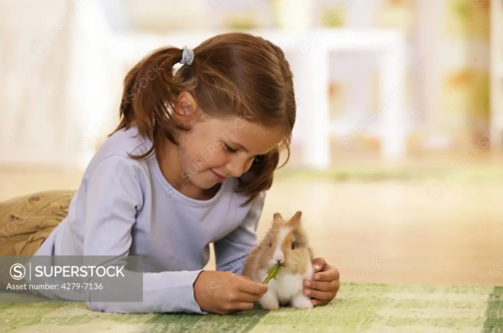 girl feeding a pygmy rabbit, Sylilagus idahoensis, Brachylagus idahoensis