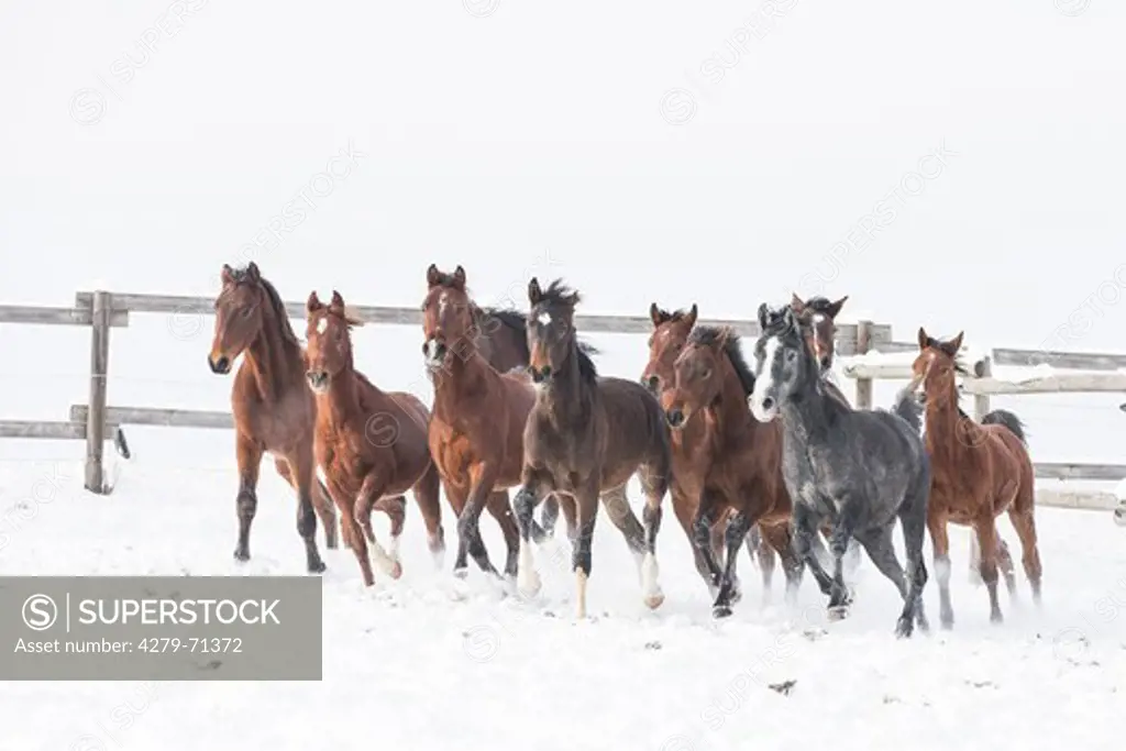 Holsteiner Horse. Herd of young stallions galloping on a snowy pasture
