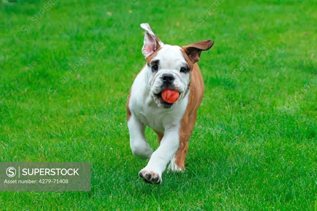 American Bulldog (Canis lupus familiaris). Puppy with a ball in its mouth running on a lawn