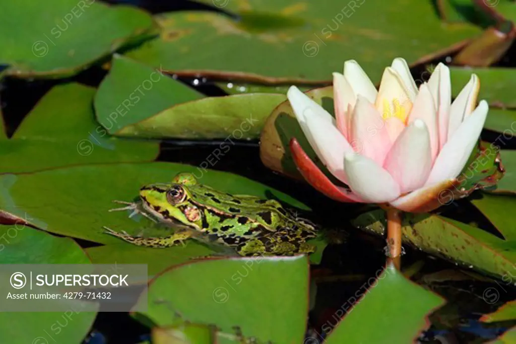 European Edible Frog (Rana esculenta) on water lily pads. Germany