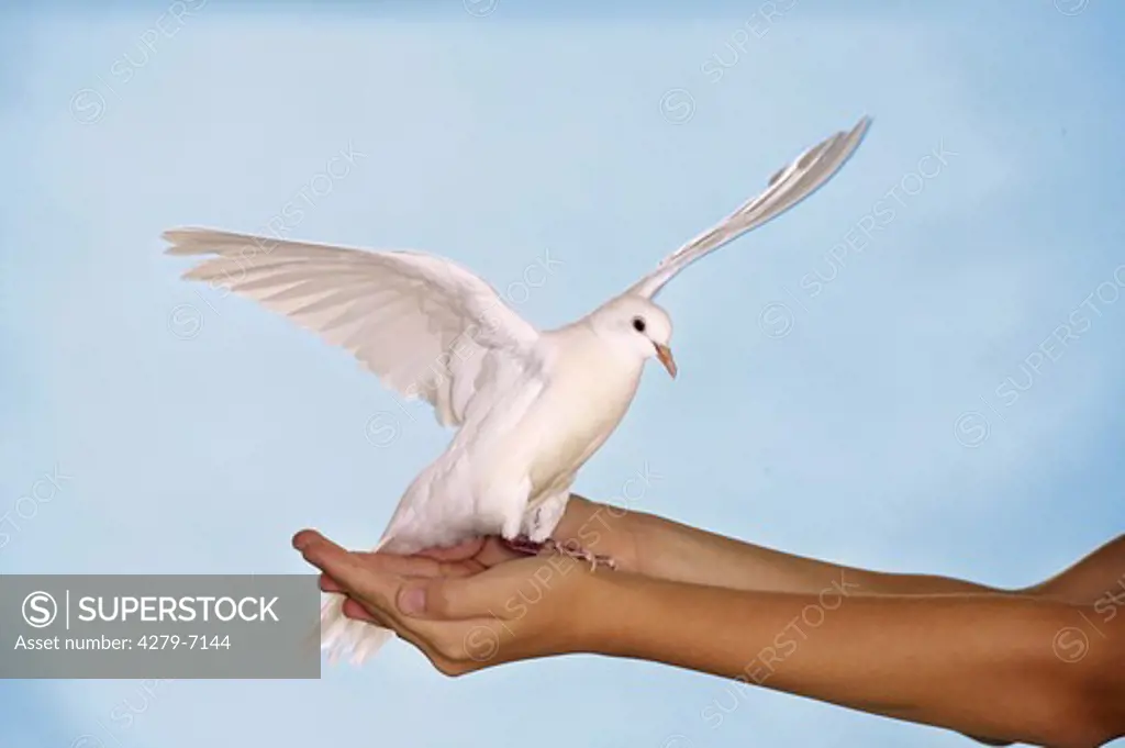 white dove on hands, Streptopelia roseogrisea risoria