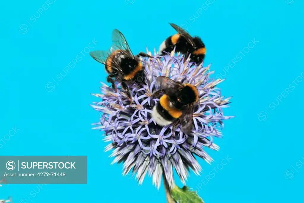 Buff-tailed Bumble Bee (Bombus terrestris) . Three individuals drinking nectar from Globe Thistle flowers. Germany