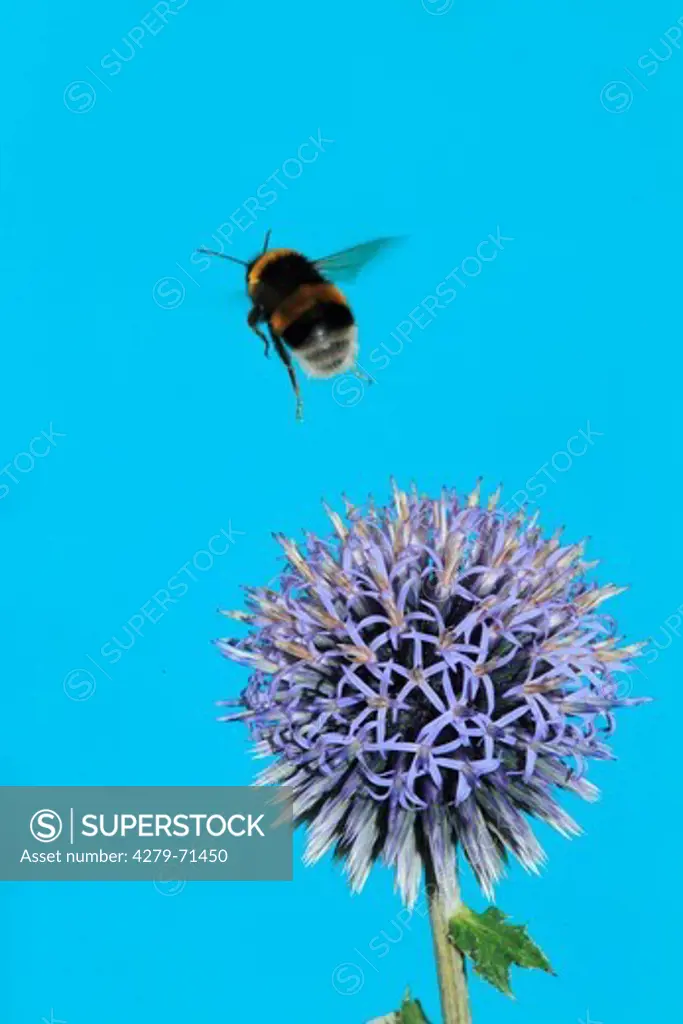 Buff-tailed Bumble Bee (Bombus terrestris) flying away from Globe Thistle flower. Germany