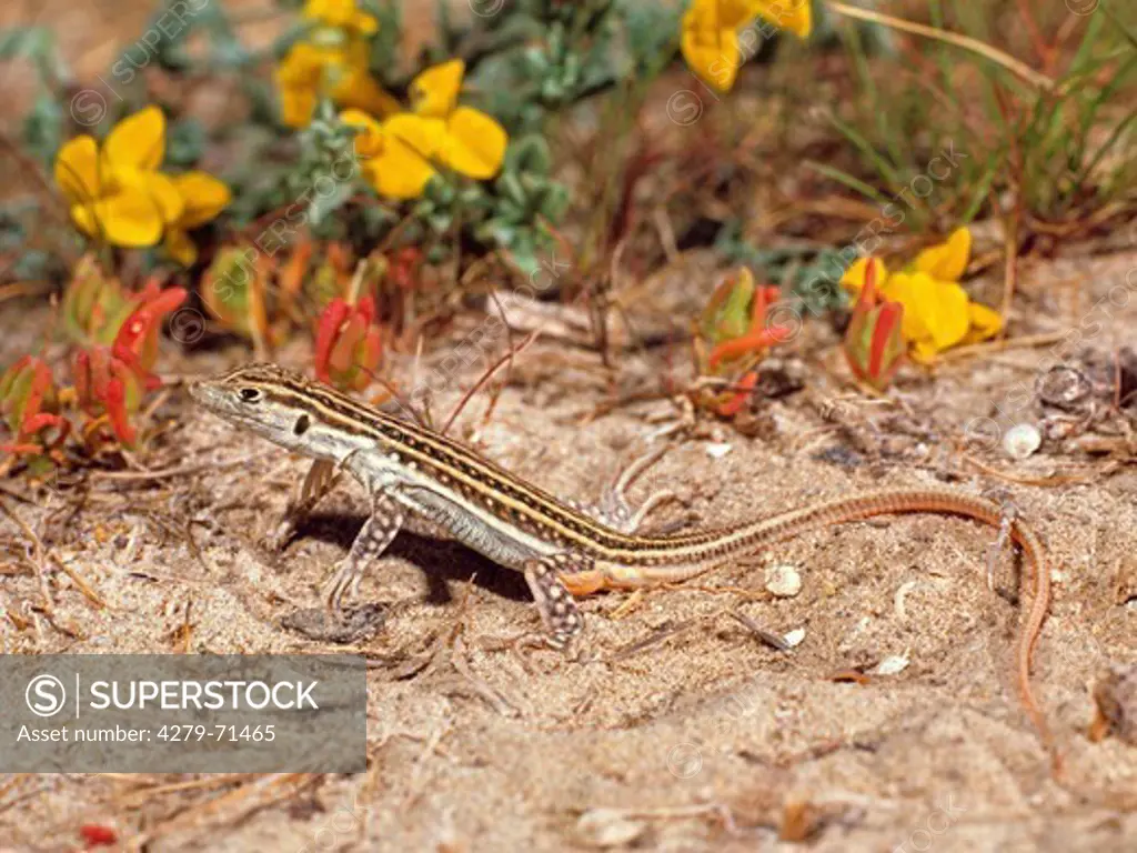 Red-tailed Spiny-footed Lizard (Acanthodactylus erythrurus) on a dune near the Mediterranean Sea, Spain