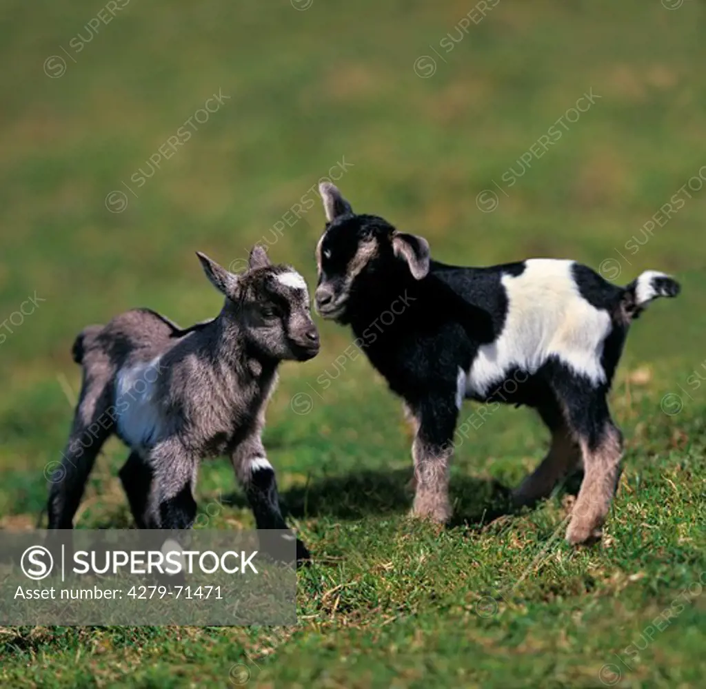 Pygmy Goat Capra aegagrus hircus Two kids standing next each other
