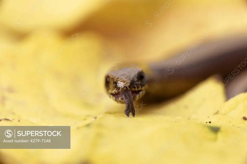 blindworm, european slow worm - portrait, Anguis fragilis