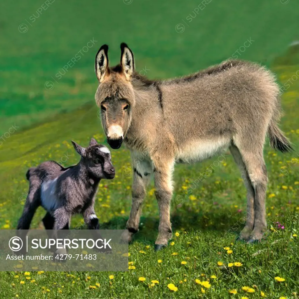 Animal friendship: Donkey foal Pygmy Goat kida meadow
