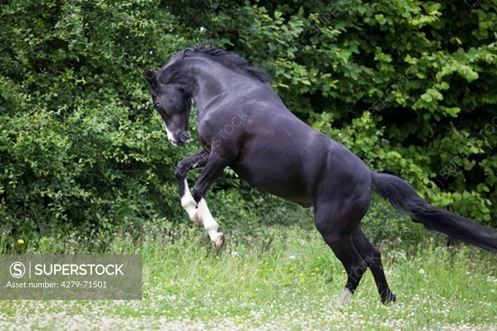German Riding Pony Black stallion buckinga pasture