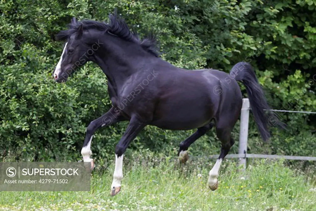 German Riding Pony Black stallion buckinga pasture