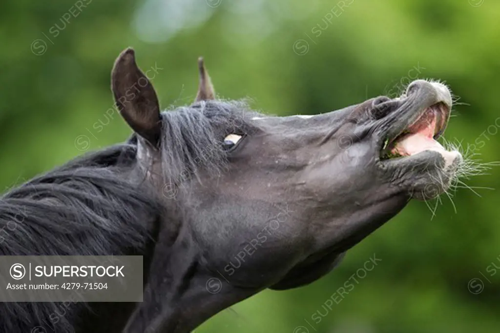 German Riding Pony Black stallion doing flehmen