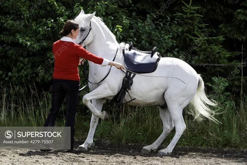 German Riding Pony Claudia Strau§ doing ground work training gray horse