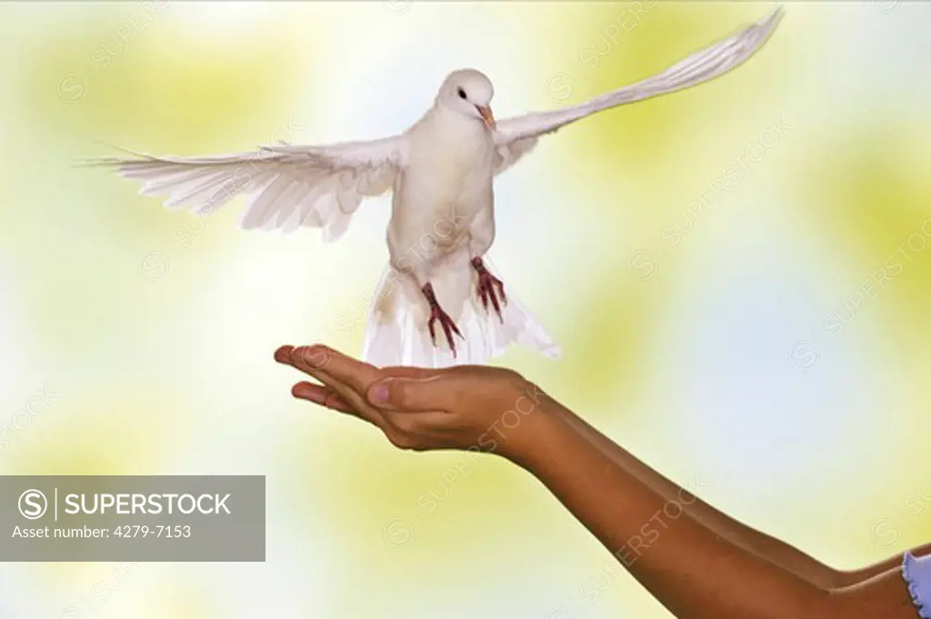 white dove landing on hand, Streptopelia roseogrisea risoria