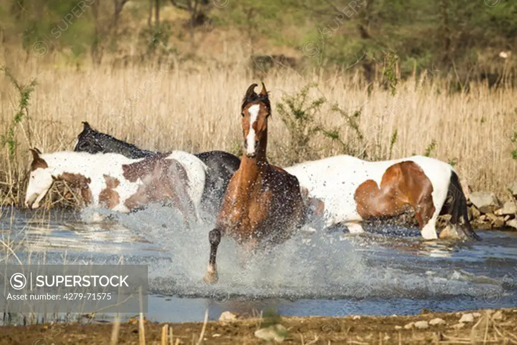 Marwari Horse Herd water