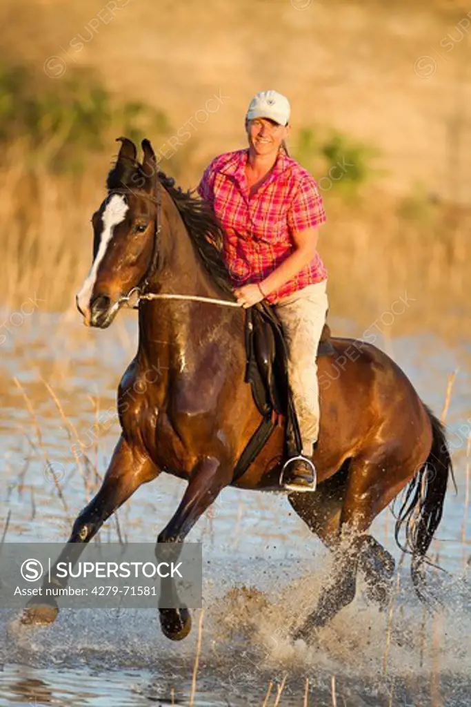 Marwari Horse Woman rider bay mare galloping through shallow water