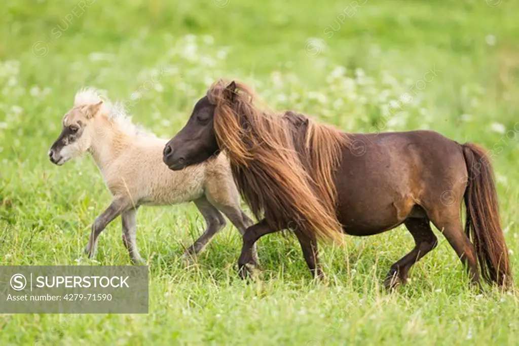 Miniature Shetland Pony Mare foal walkinga pasture