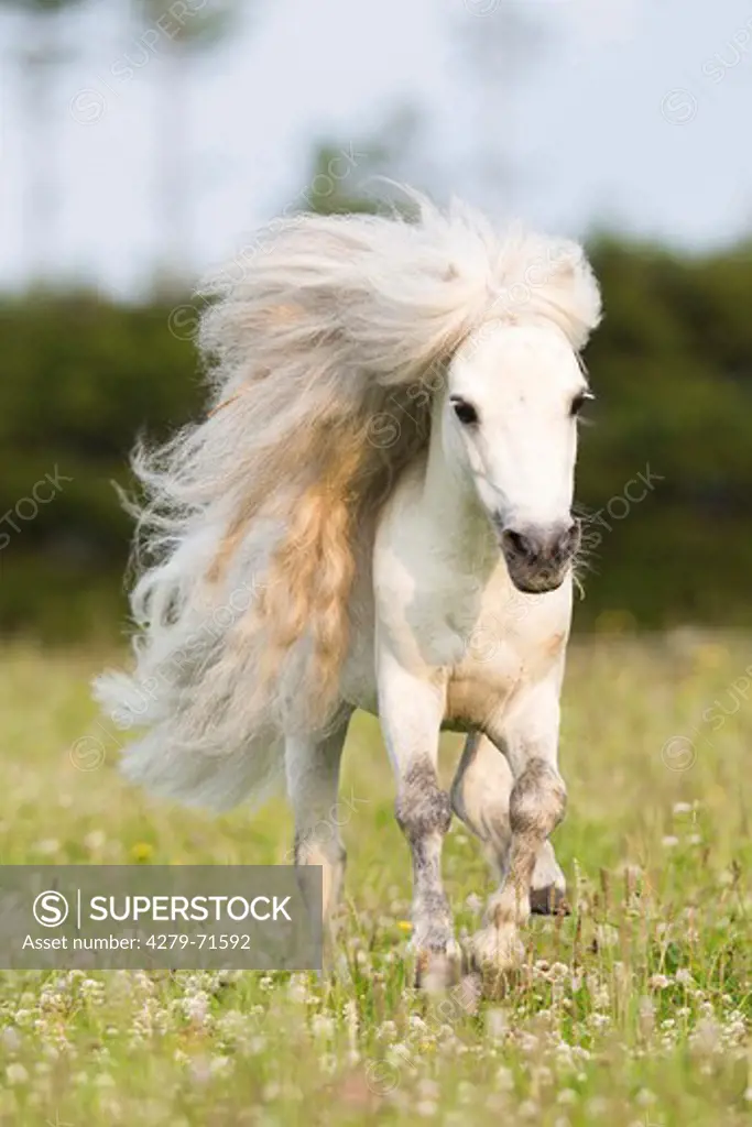 Miniature Shetland Pony Gray stallion gallopinga flowering meadow