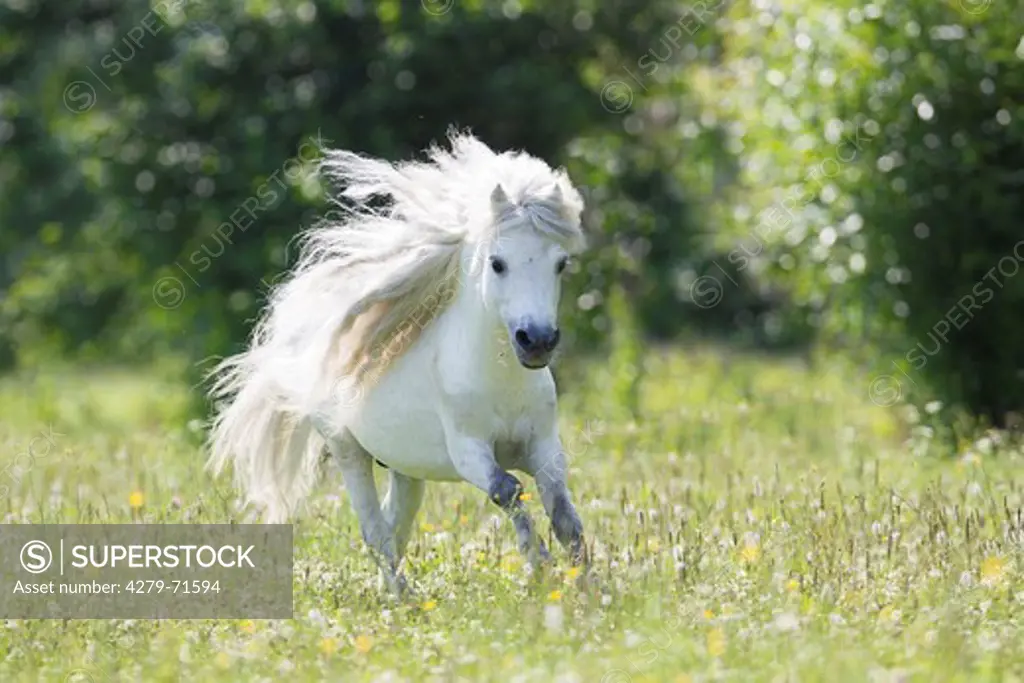 Miniature Shetland Pony Gray stallion gallopinga flowering meadow