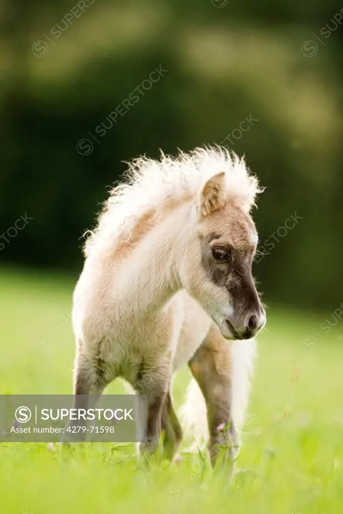Miniature Shetland Pony Dun foal standinga pasture